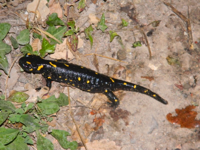 Di nuovo incinta! Salamandra salamandra