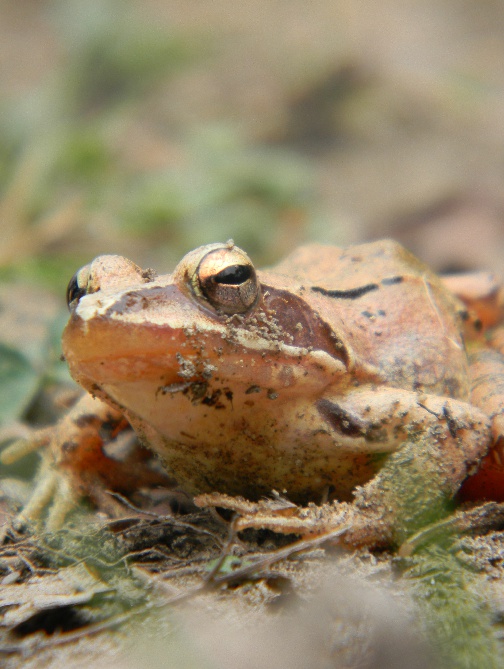 rana - Rana dalmatina