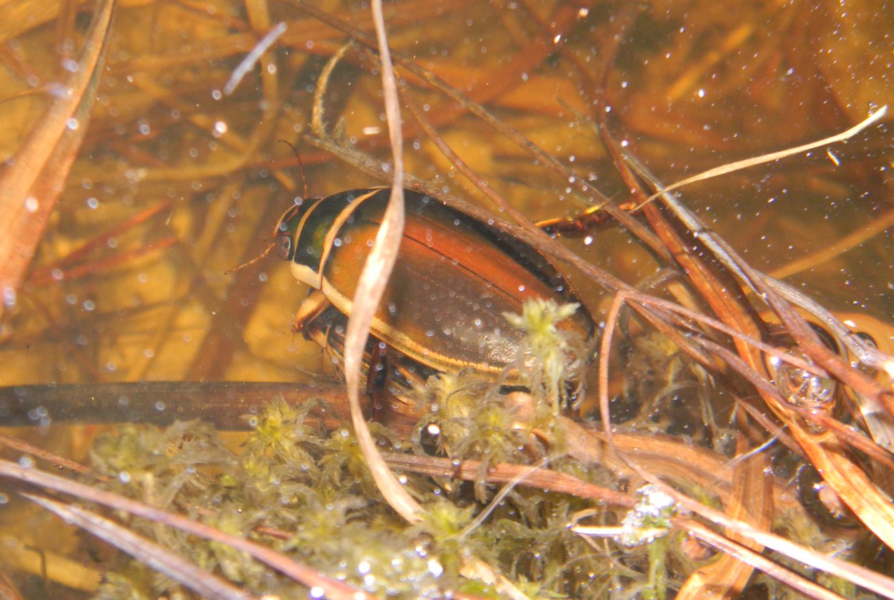 Accoppiamento Dytiscus marginalis o Dytiscus pisanus