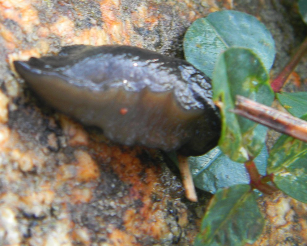 Limaccia sarda da Olbia