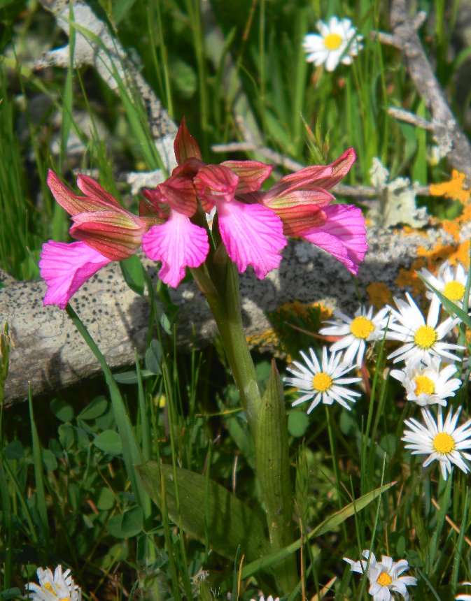 Orchidea sarda da identificare (Anacamptis papilionacea.)