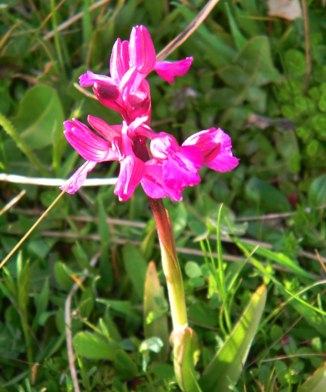 Orchidea sarda da identificare (Anacamptis  bornemanniae)