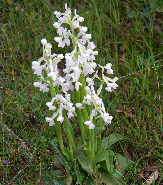 Orchidea sarda da identificare (A. longicornu - Apocromia )