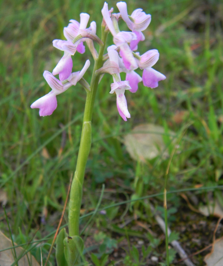 Orchidea sarda da identificare (Anacamptis longicornu)