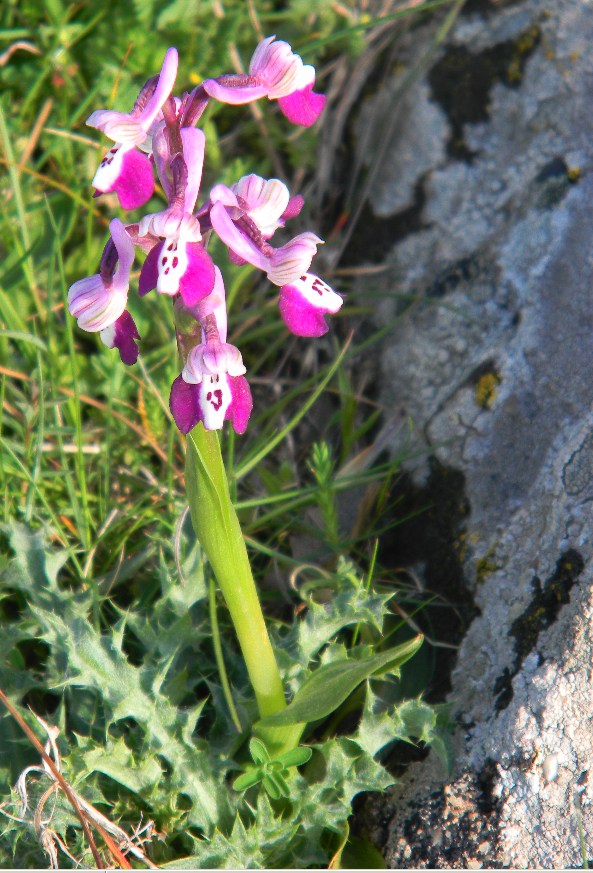 Orchidea sarda da identificare (Anacamptis longicornu)