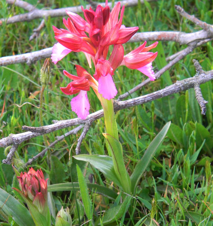 Orchidea sarda da identificare (Anacamptis papilionacea)