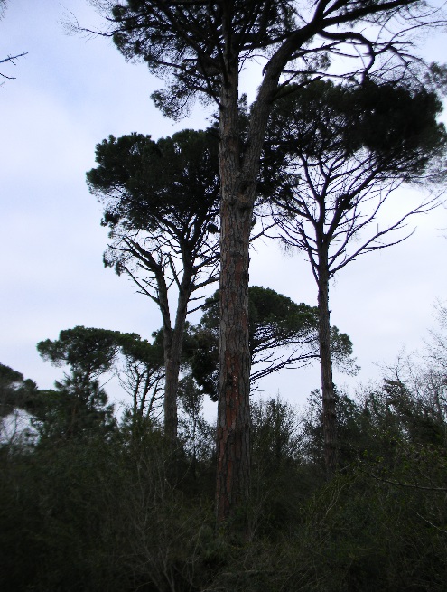 Insieme nel Parco del Delta del Po, probabilmente