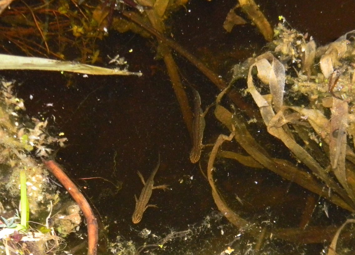 Insieme nel Parco del Delta del Po, probabilmente