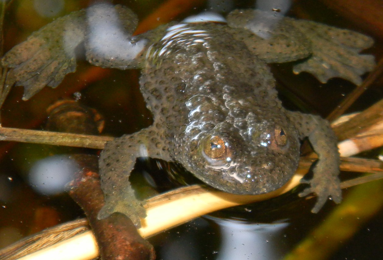 Occhi a cuoricino, stomaco di ferro; identific. individuale