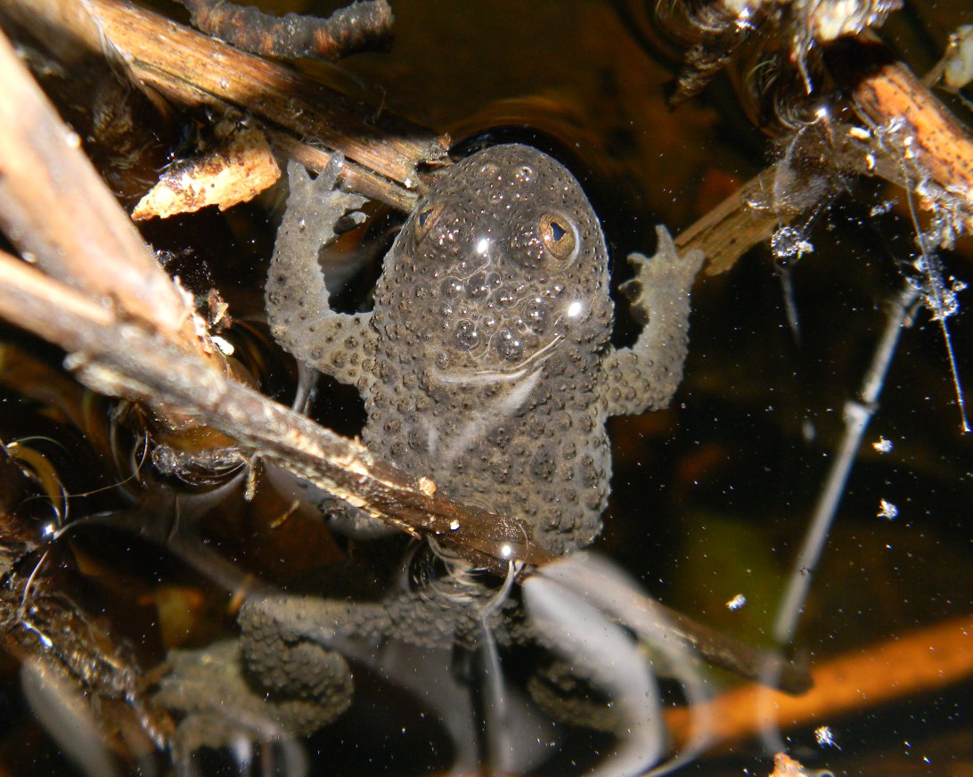 Occhi a cuoricino, stomaco di ferro; identific. individuale