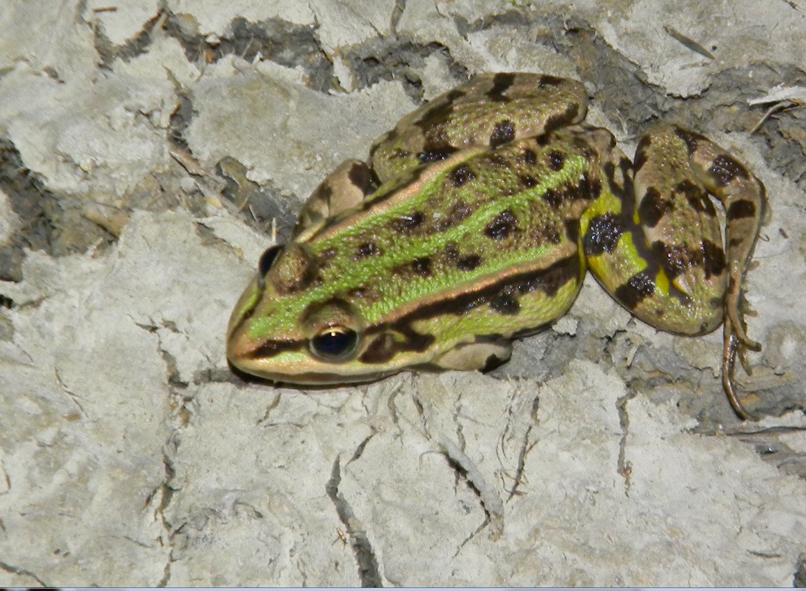 Insieme nel Parco del Delta del Po, probabilmente