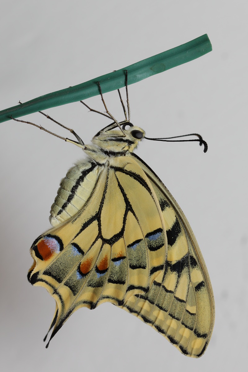 Papilio machaon - ciclo vitale