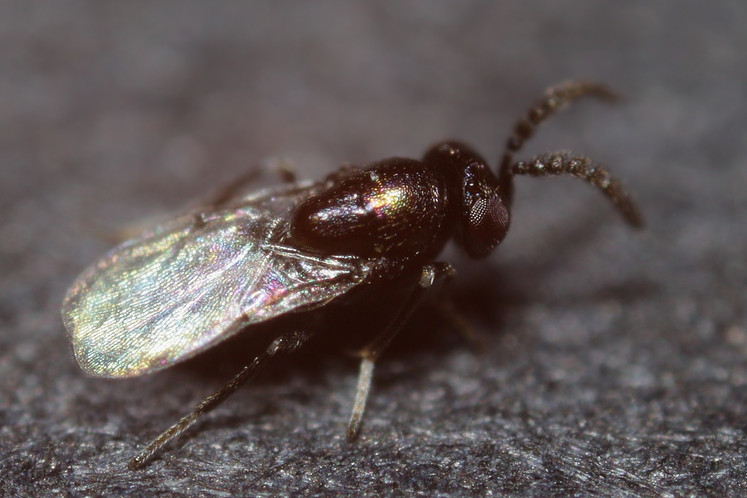 Nascita inattesa: minuscoli Chalcidoidaea