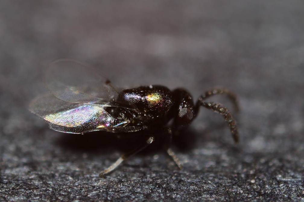 Nascita inattesa: minuscoli Chalcidoidaea