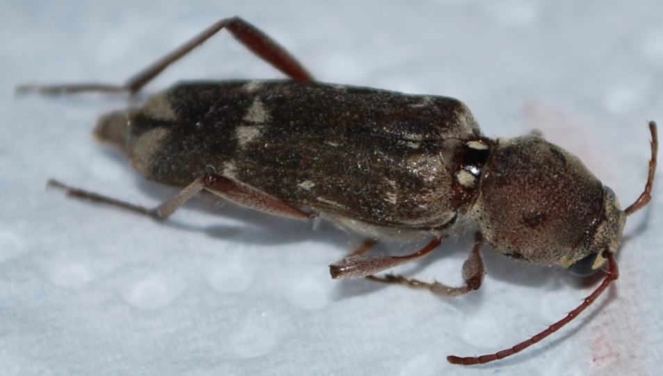 Cadavere di Cerambycidae: Xylotrechus stebbingi