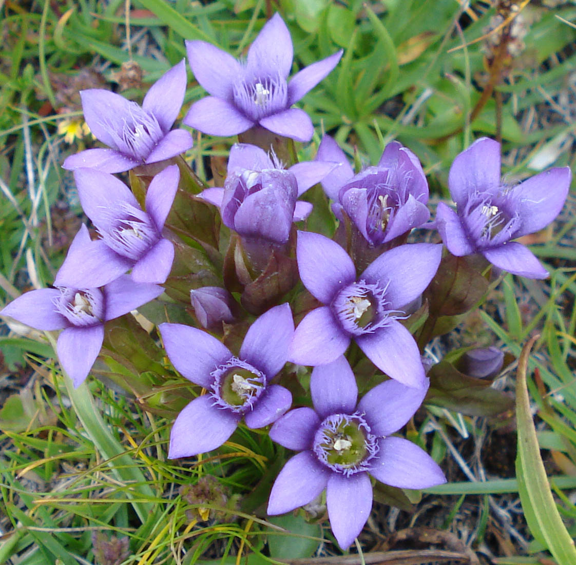 Monte Crammont (Valle D''Aosta) - Gentianella campestris