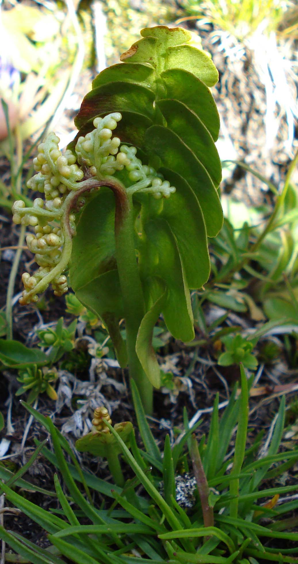 Botrychium lunaria / Botrichio