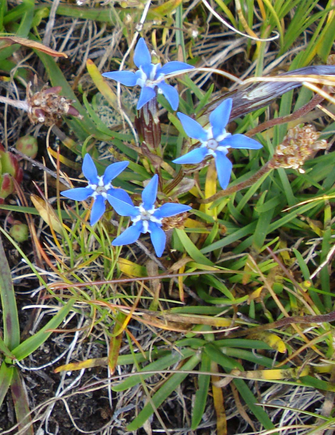 Monte Crammont (Valle D''Aosta) - Gentiana nivalis