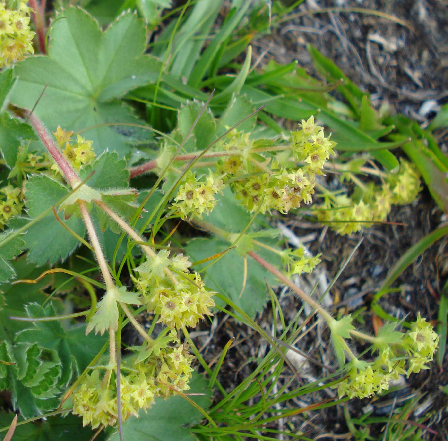 Alchemilla sp. (gruppo vulgaris)