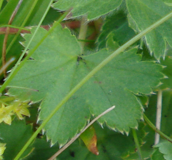 Alchemilla sp. (gruppo vulgaris)