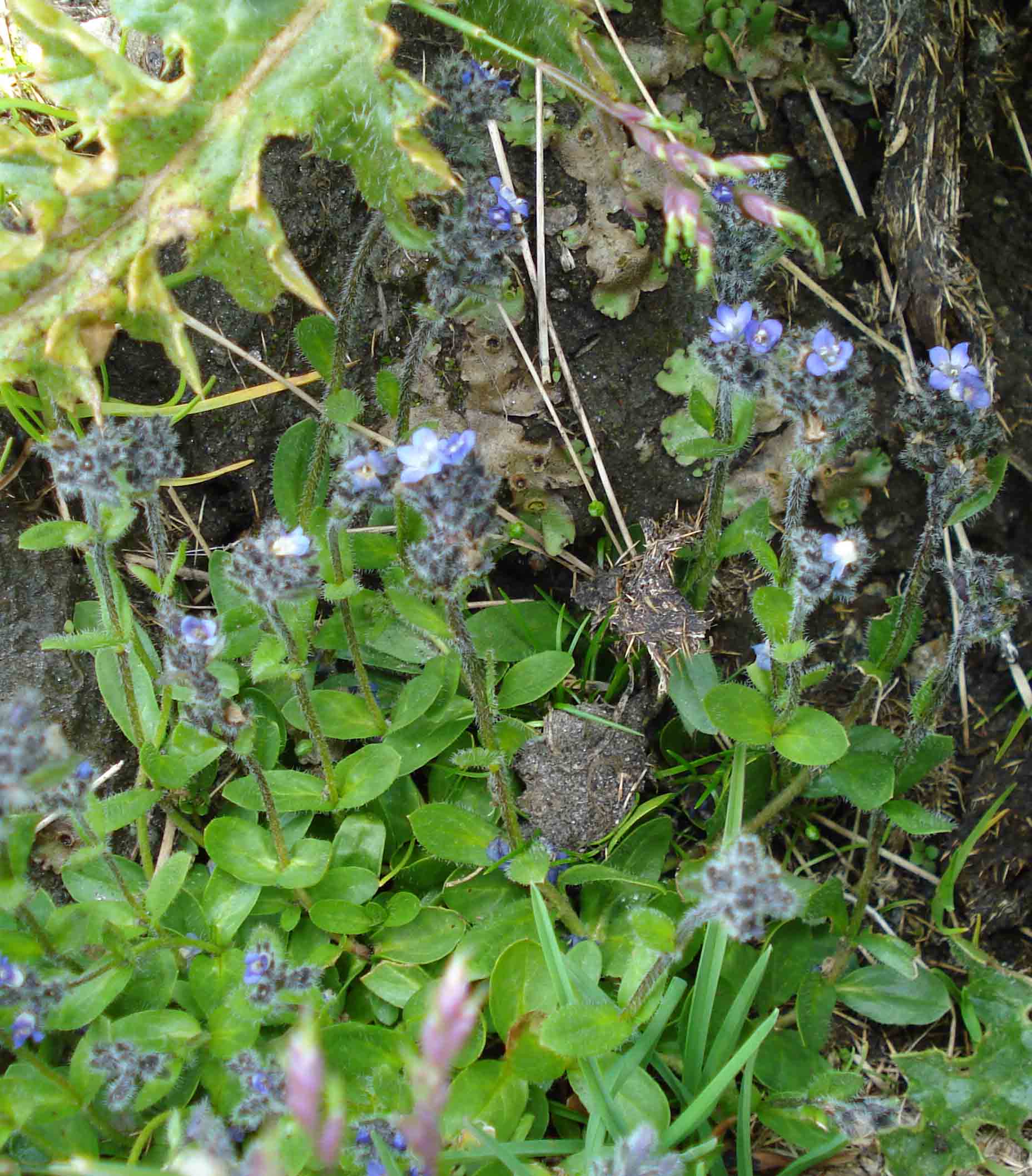 Veronica alpina da Monte Crammont (Valle d''Aosta)