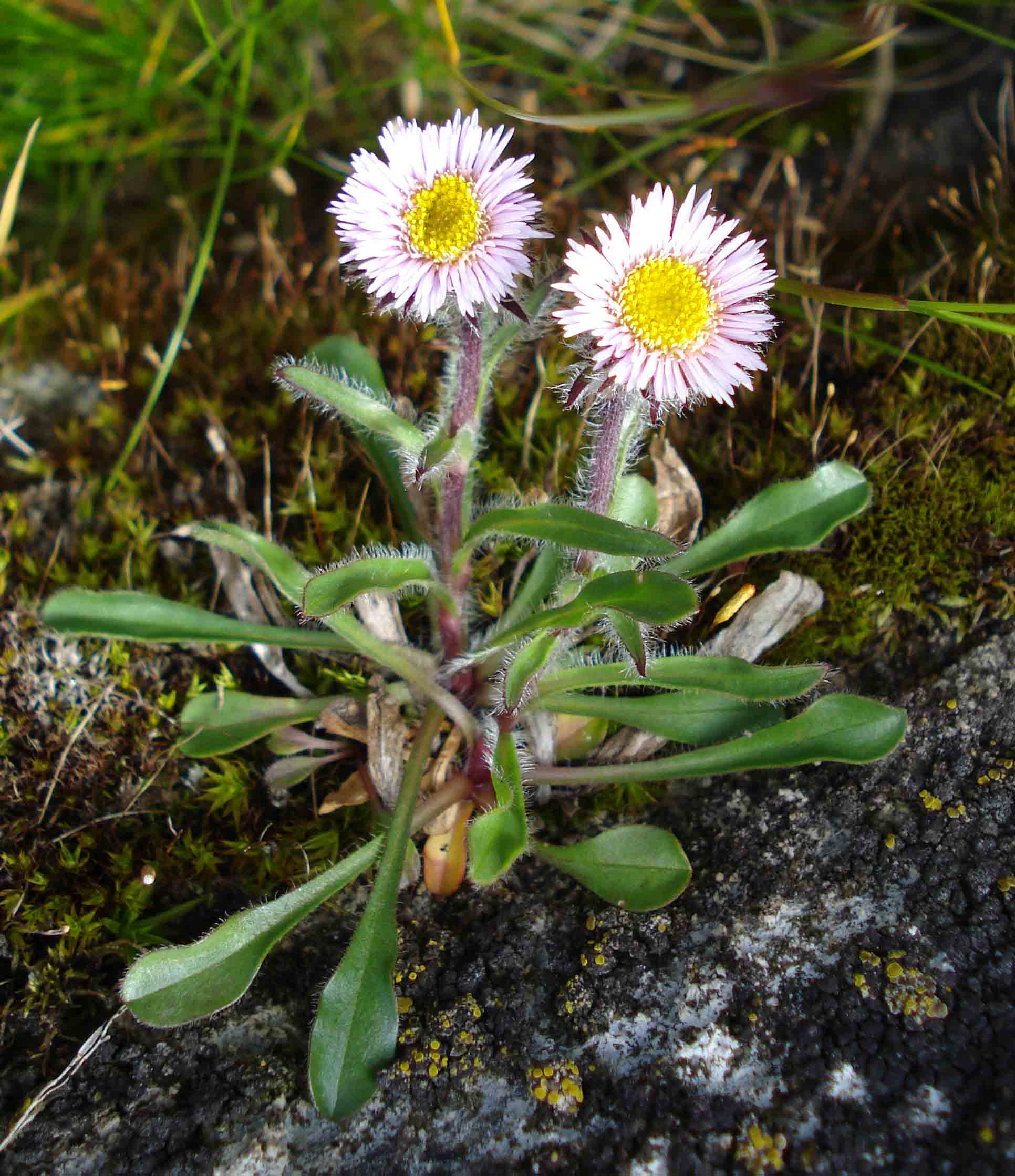 Monte Crammont (Valle D''Aosta) - Erigeron uniflorus