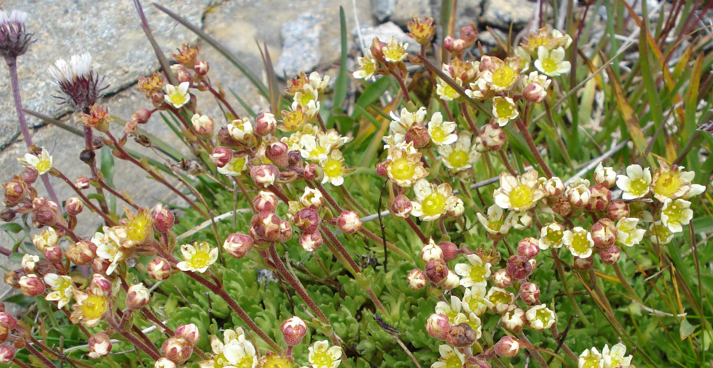 Saxifraga exarata