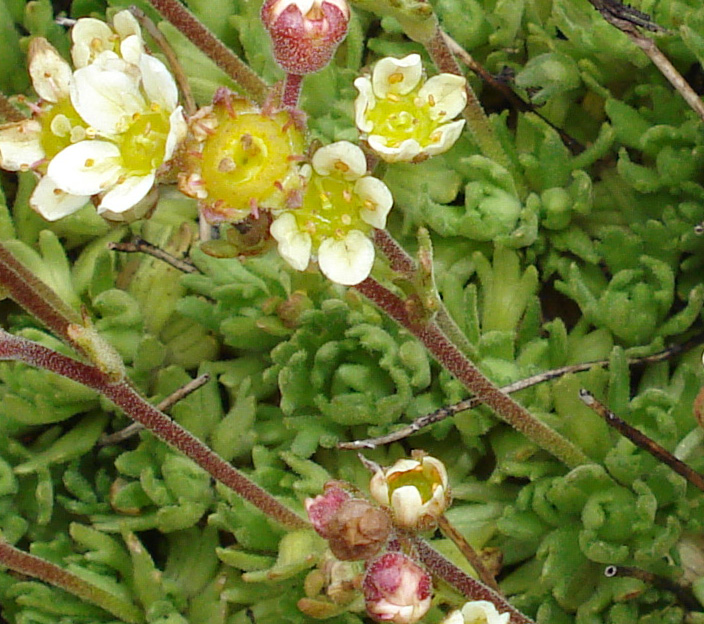 Saxifraga exarata