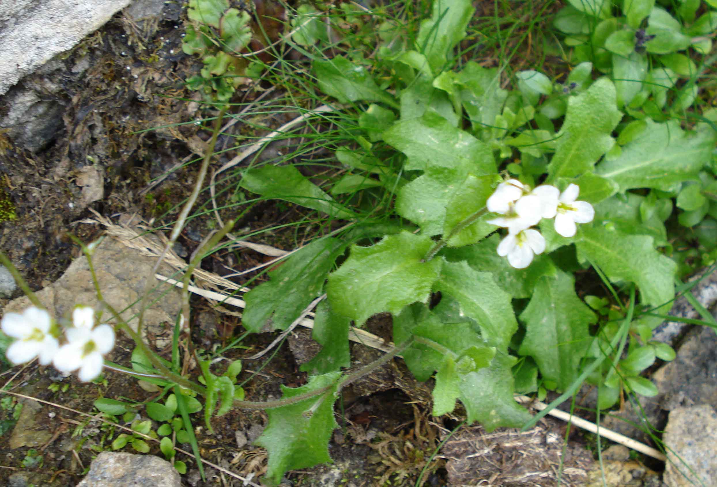 Arabis alpina