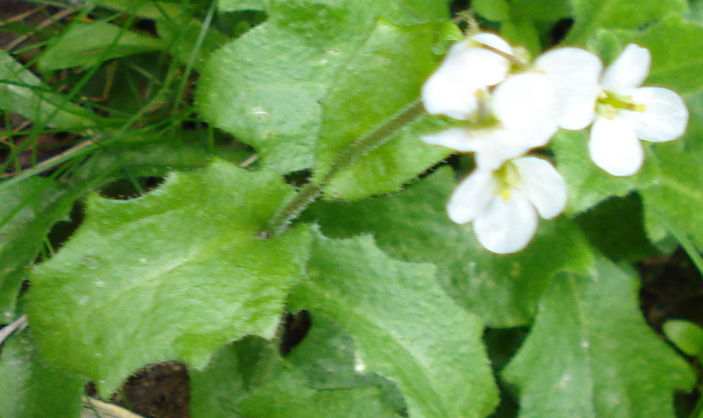 Arabis alpina