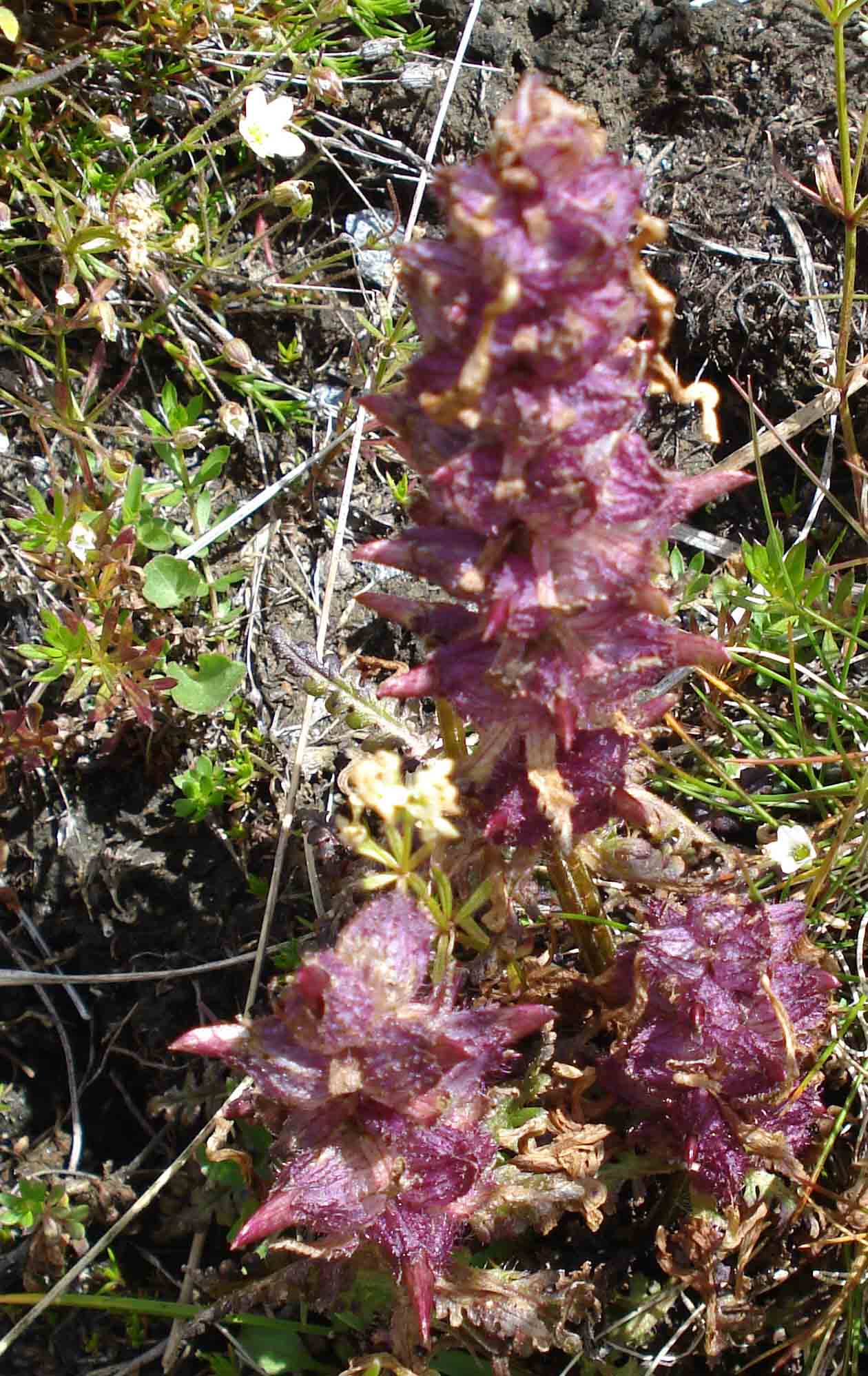 Frutti di Pedicularis sp.