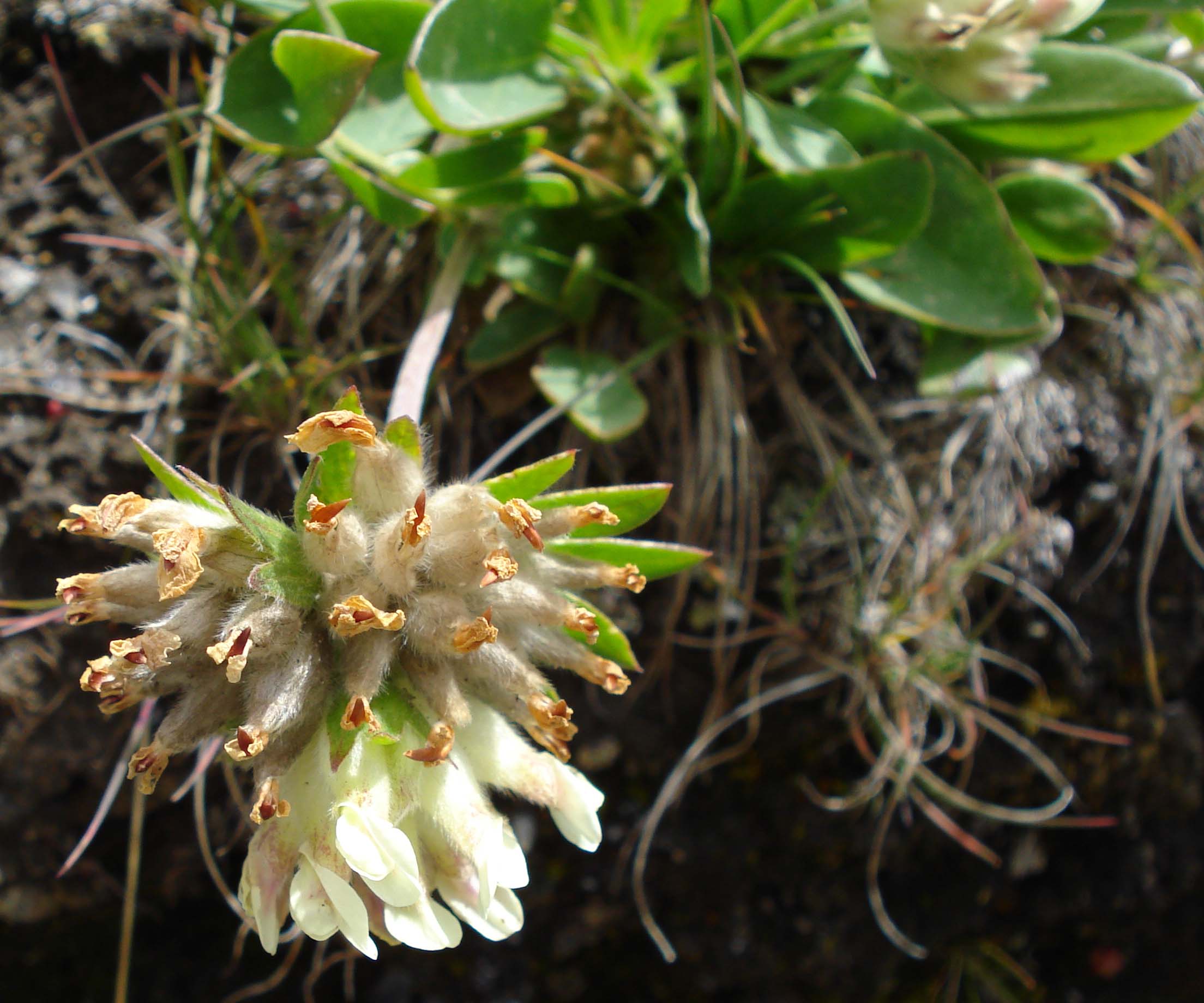 Monte Crammont (Valle D''Aosta) - Anthyllis vulneraria sl.