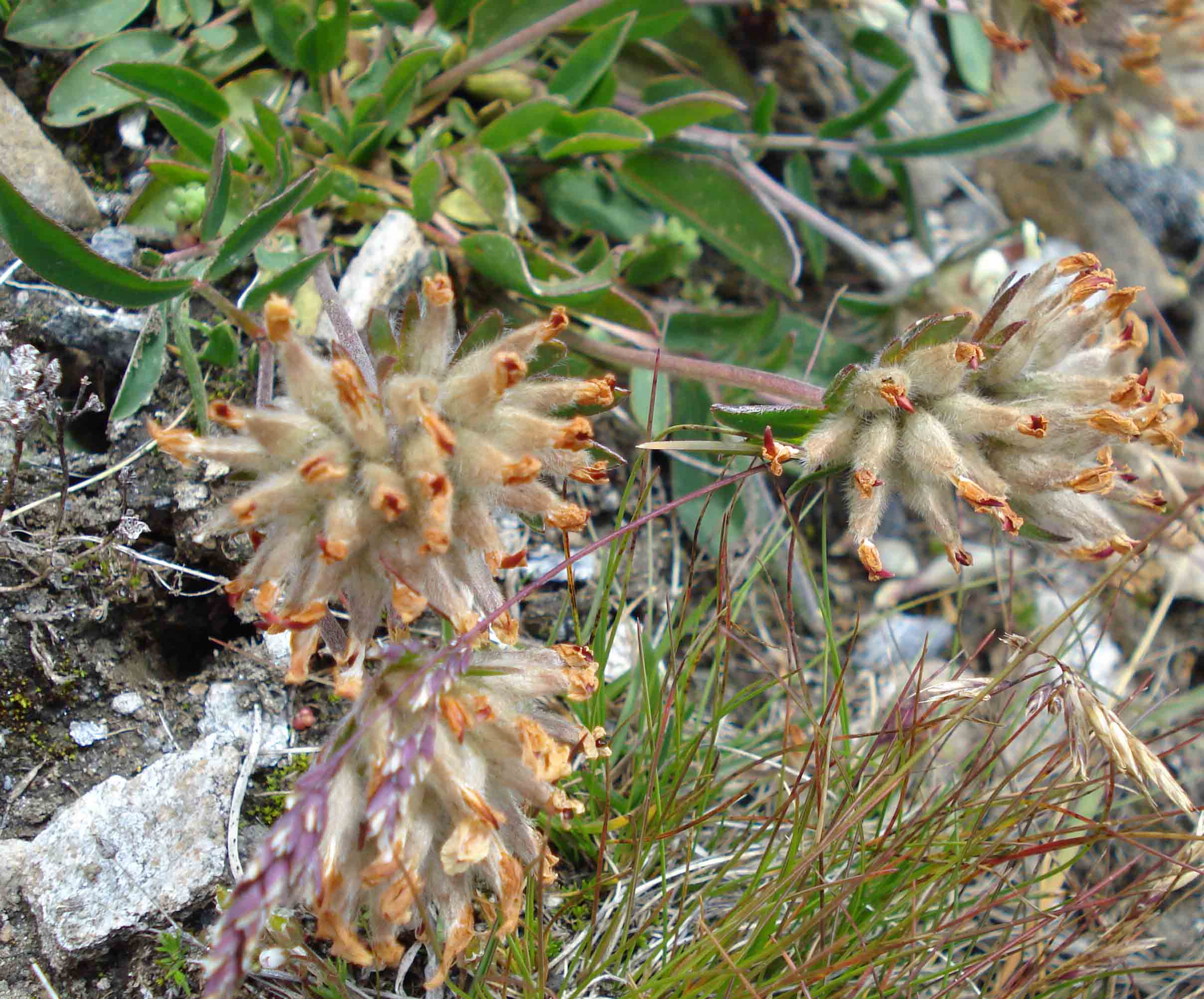 Monte Crammont (Valle D''Aosta) - Anthyllis vulneraria sl.