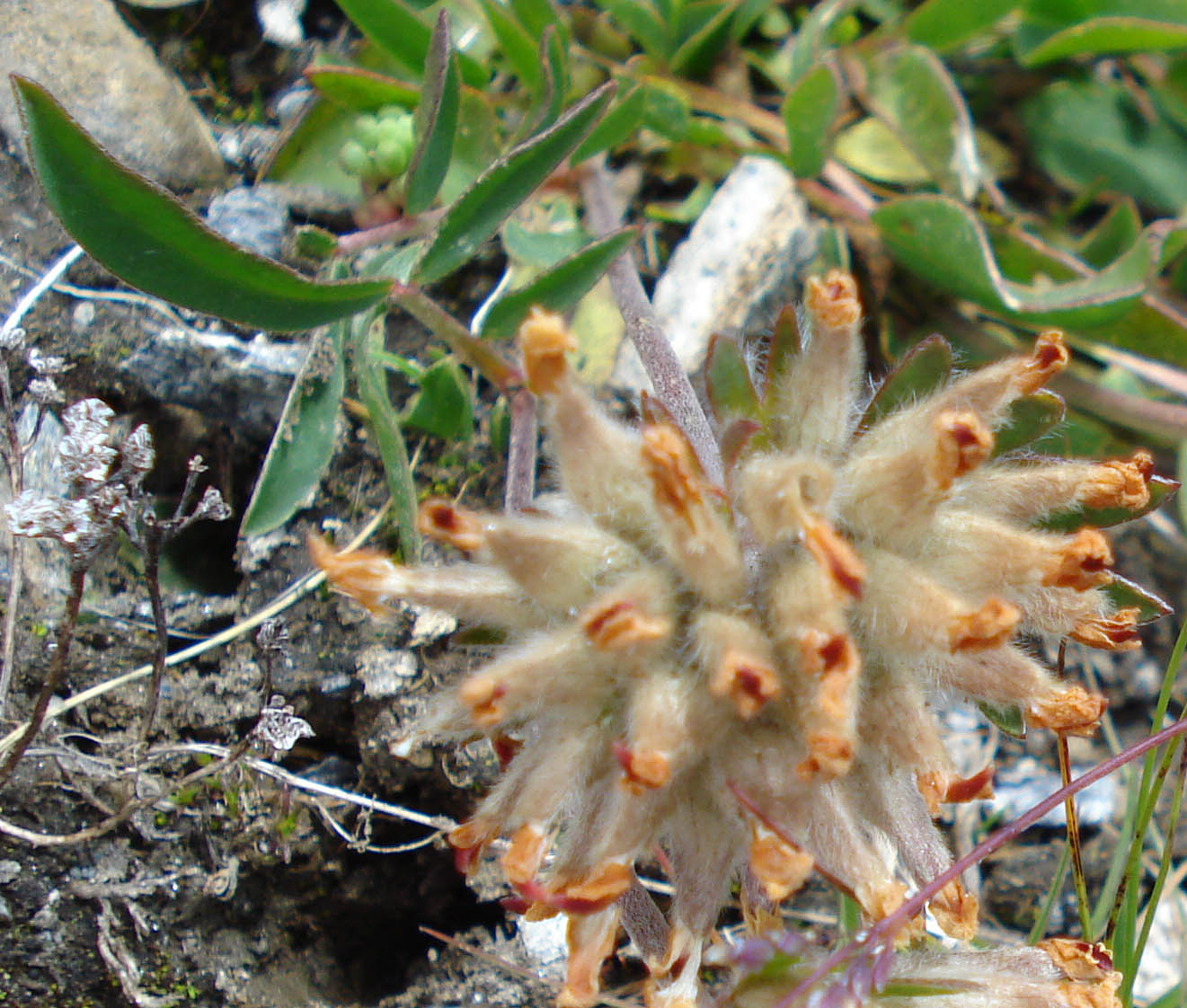 Monte Crammont (Valle D''Aosta) - Anthyllis vulneraria sl.