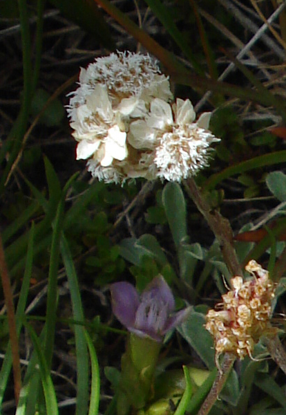 Antennaria dioica