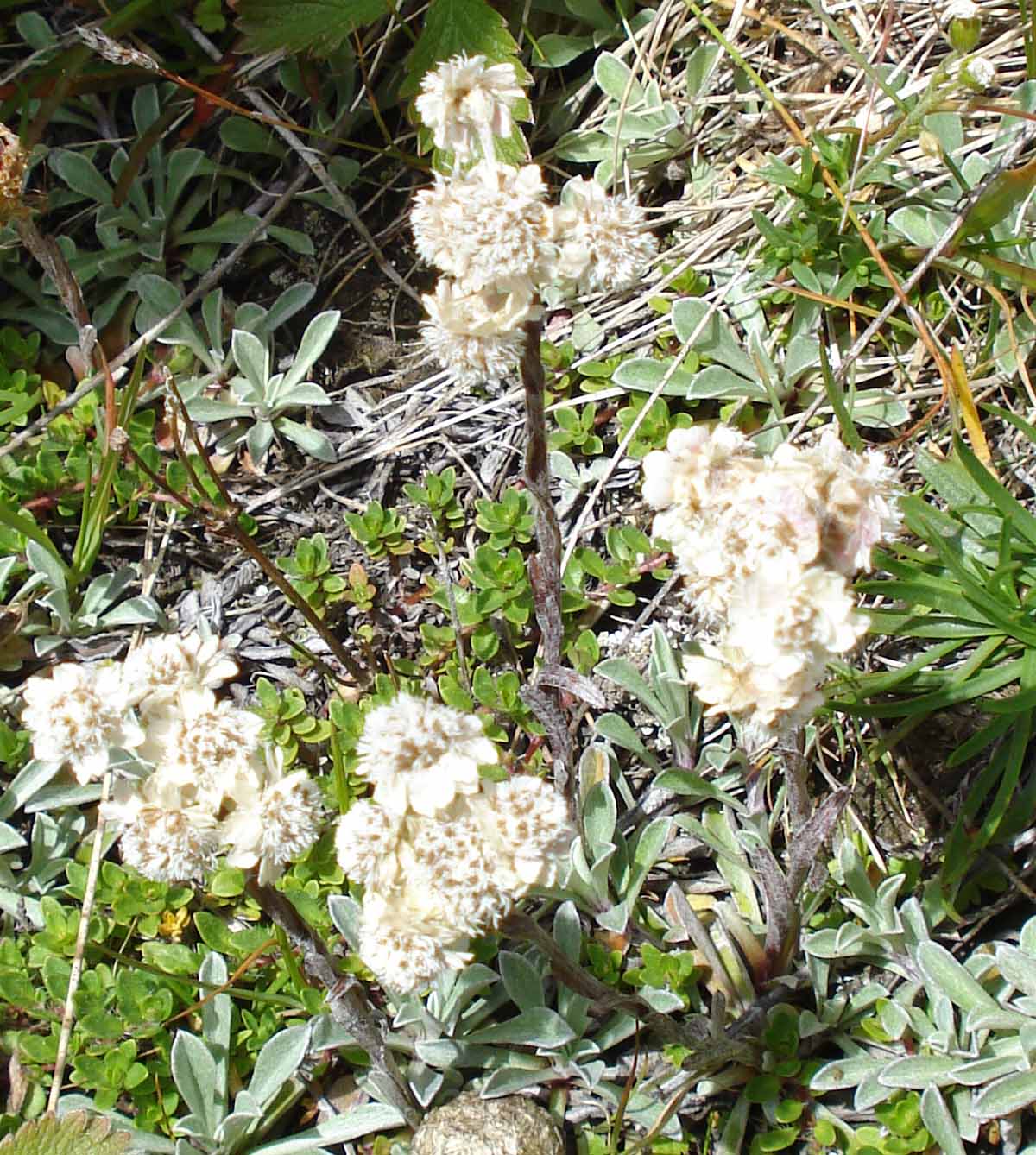 Antennaria dioica