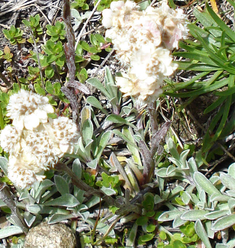 Antennaria dioica