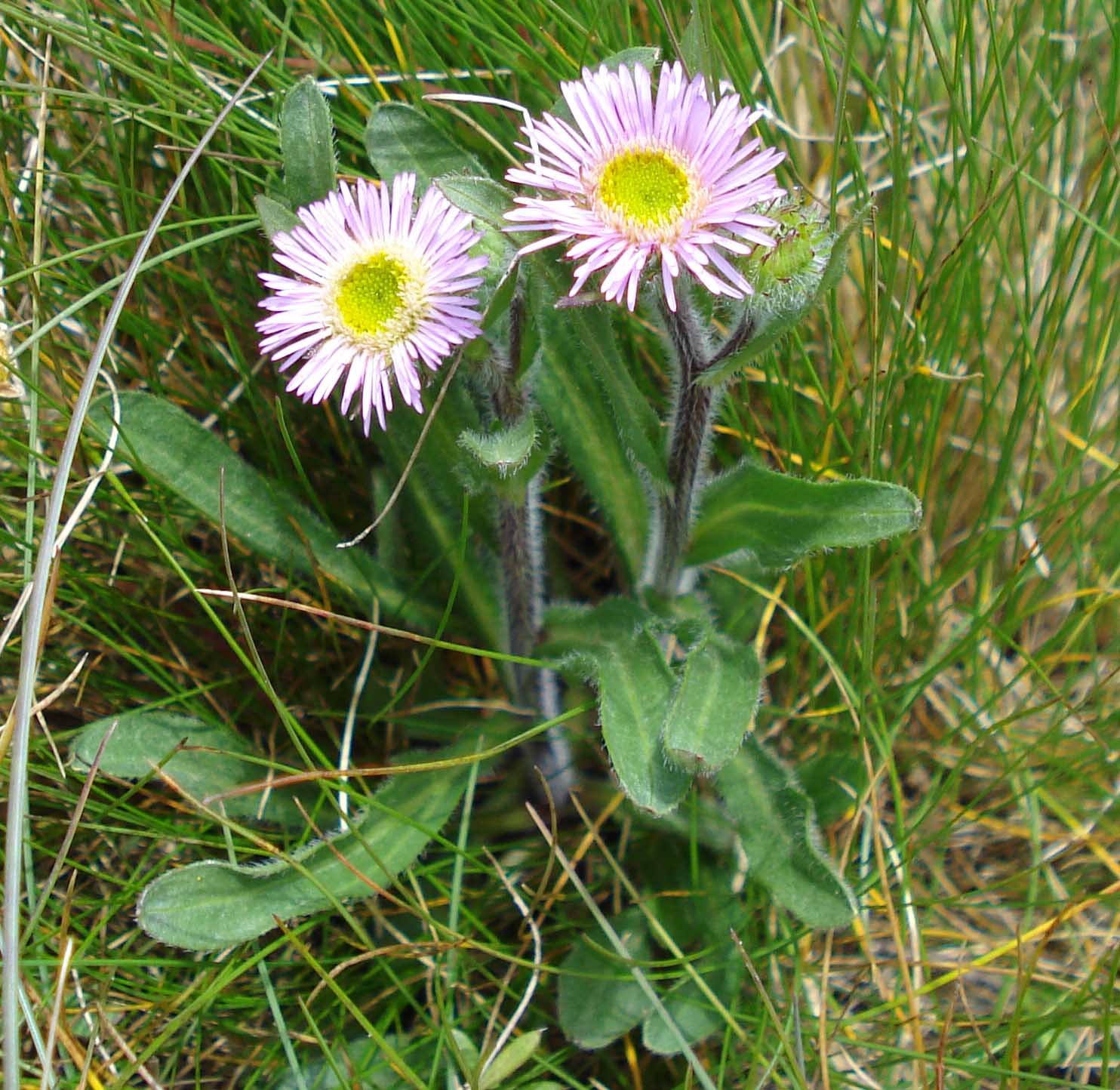 Erigeron uniflorus? no, Erigeron alpinus