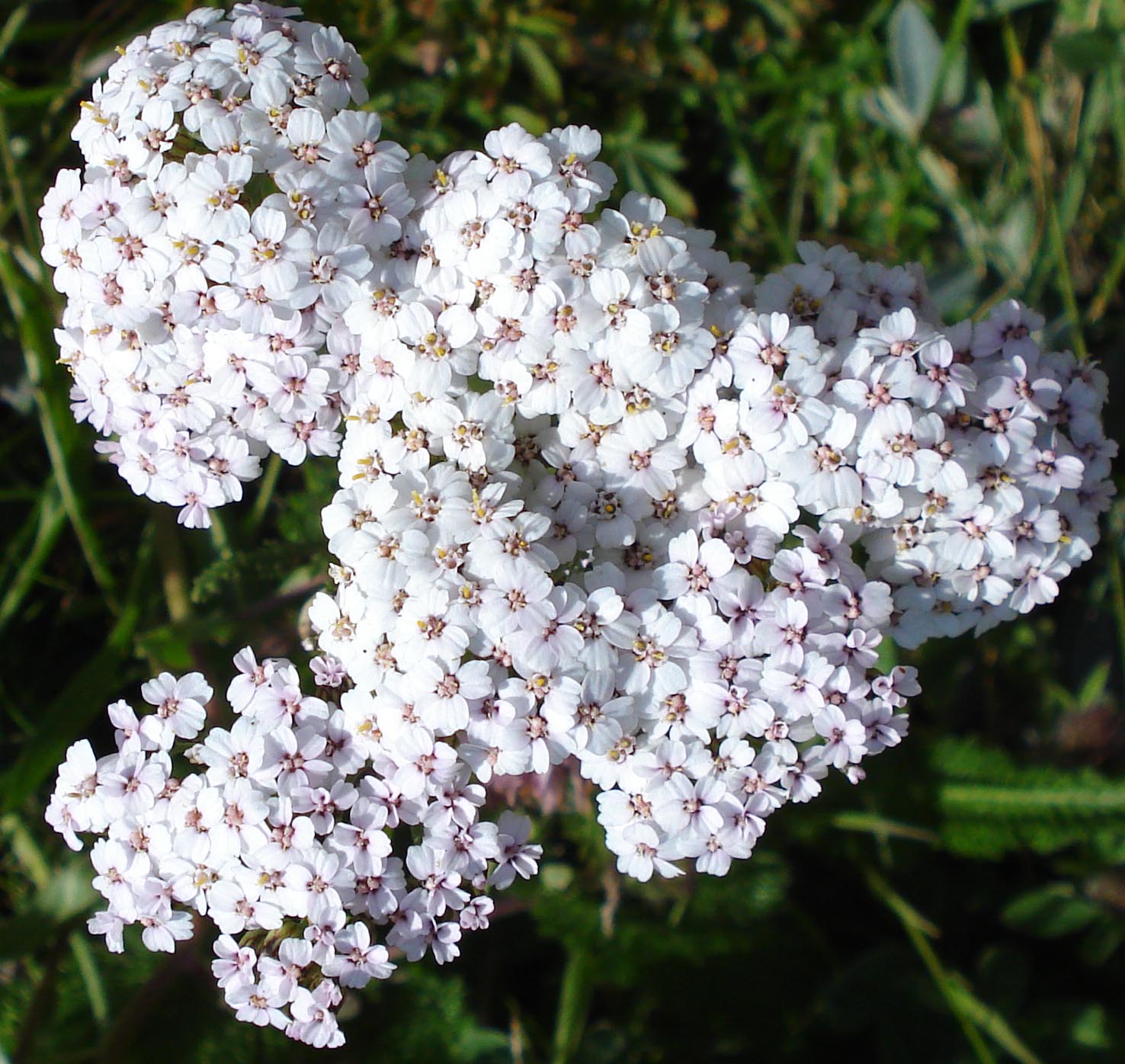 da identificare: Achilllea sp.