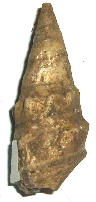 Cerithium meneguroides