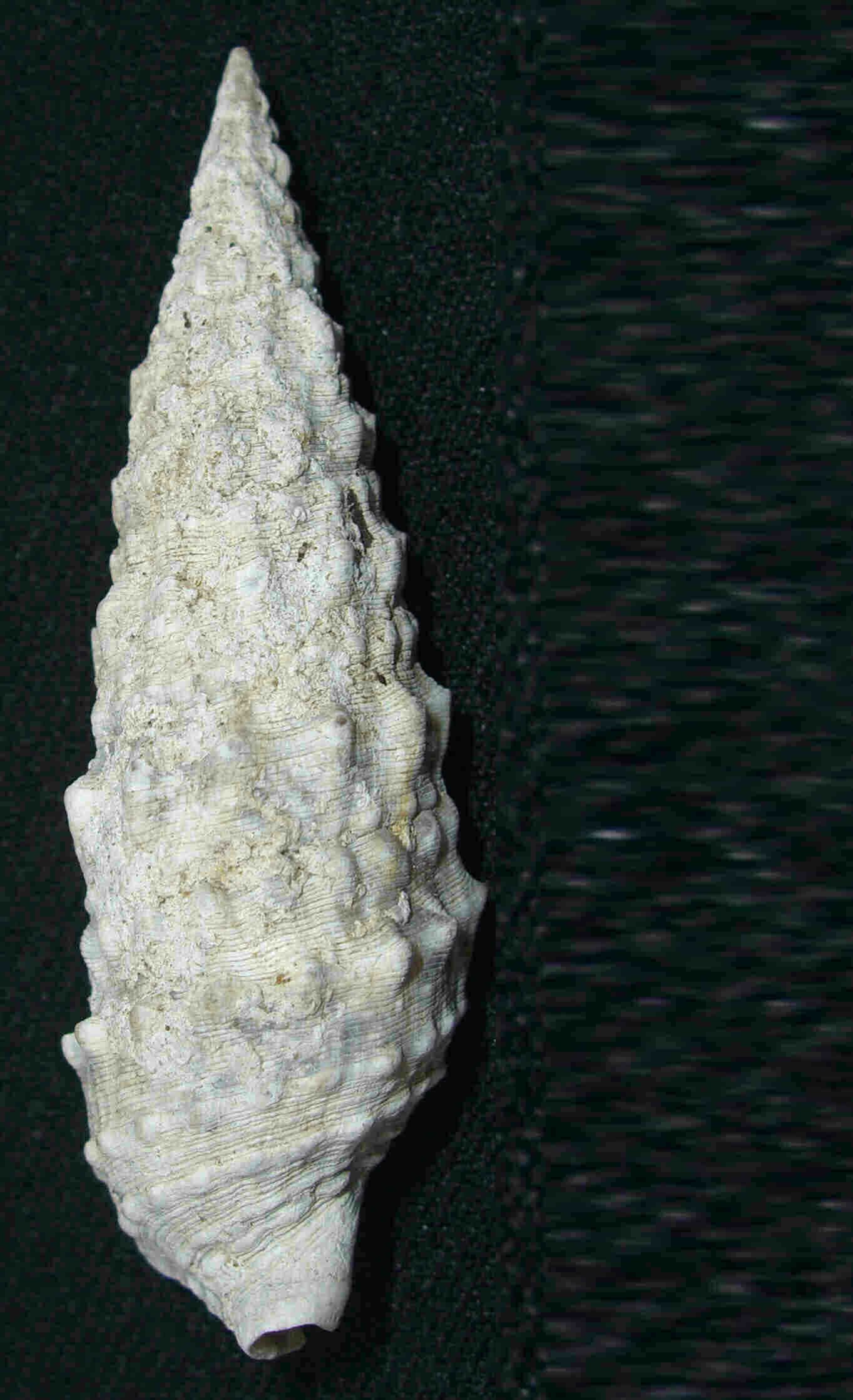 Cerithium vulgatum