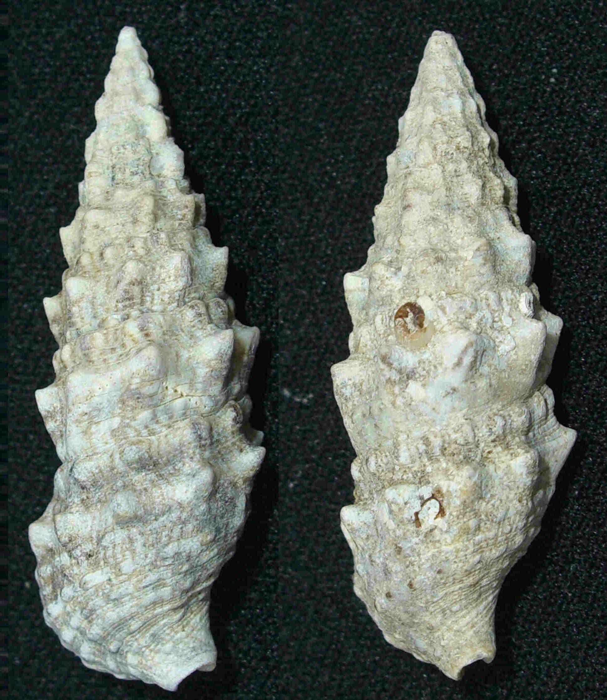 Cerithium vulgatum