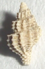 Rio Torsero: Raphitoma sp.