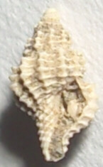 Rio Torsero: Raphitoma sp.