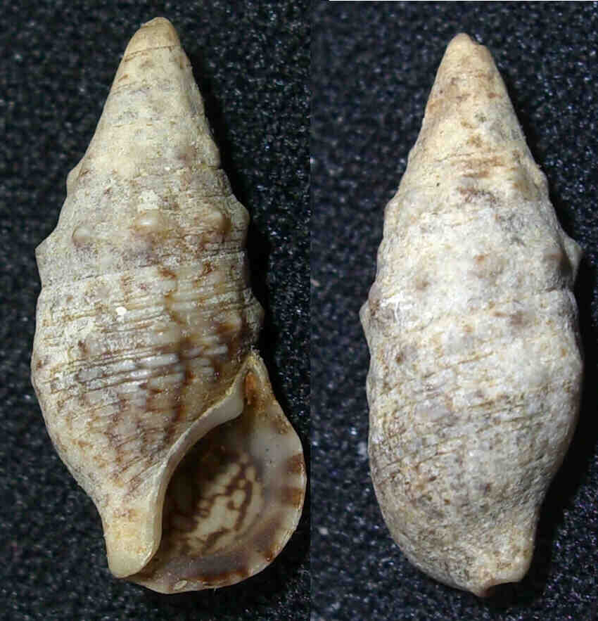 Cerithium vulgatum