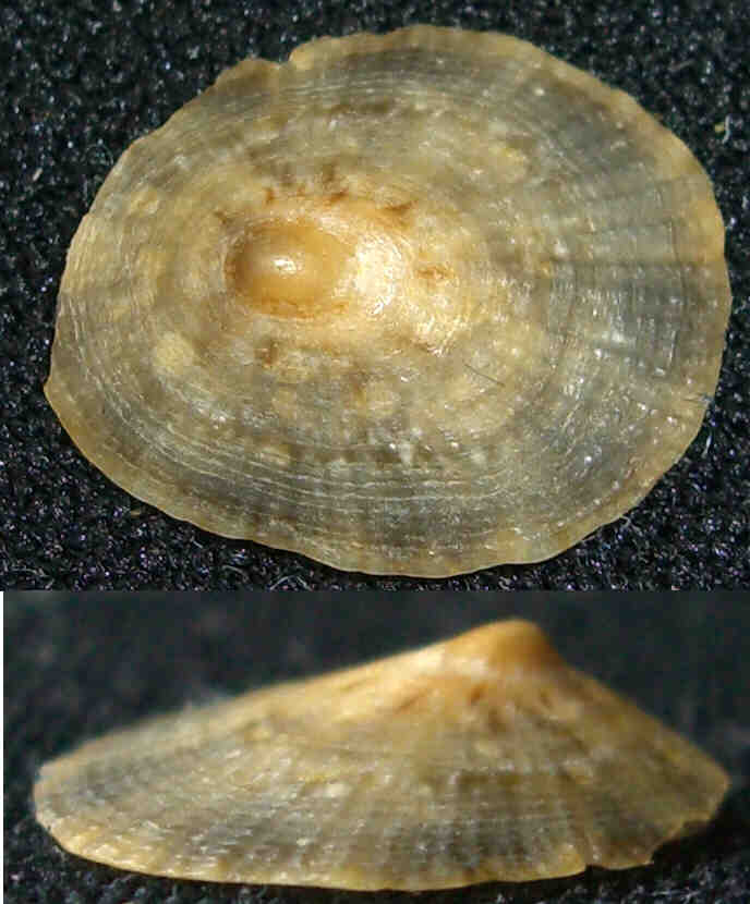 Patella caerulea ?