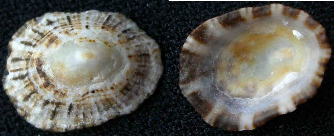 Patella rustica - Patella lusitanica