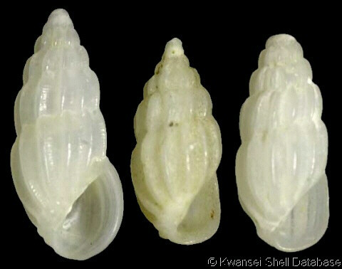 Turbonilla sp. mm. 4,3 (dal Rio Torsero) - Rissoina pusilla