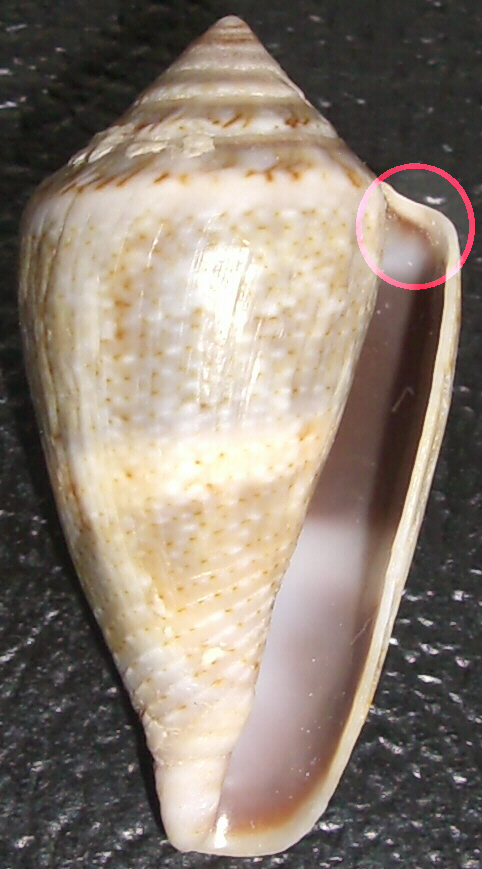 Conus mediterraneus cfr. vayssieri