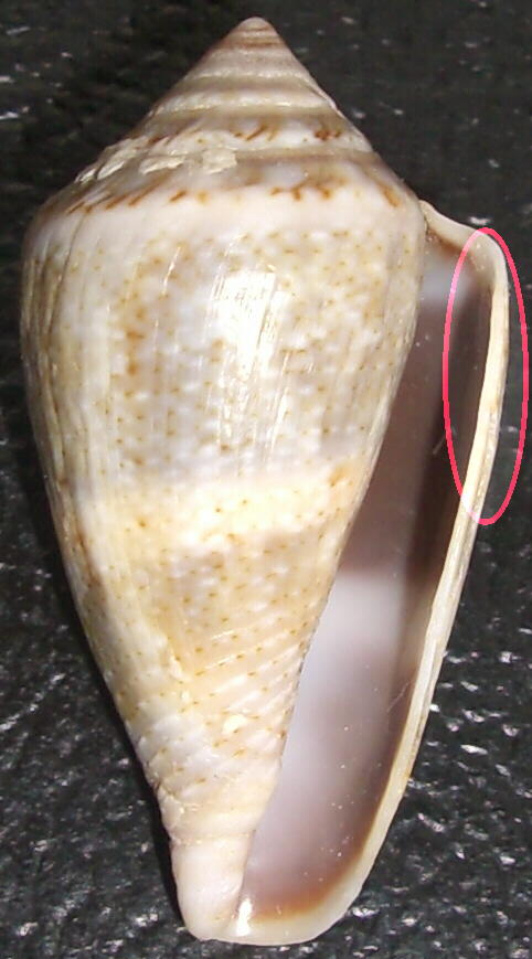 Conus mediterraneus cfr. vayssieri